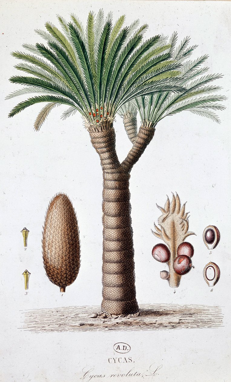 Palm Cycas Revoluta - Kasvitieteellinen lauta tekijältä Unknown artist