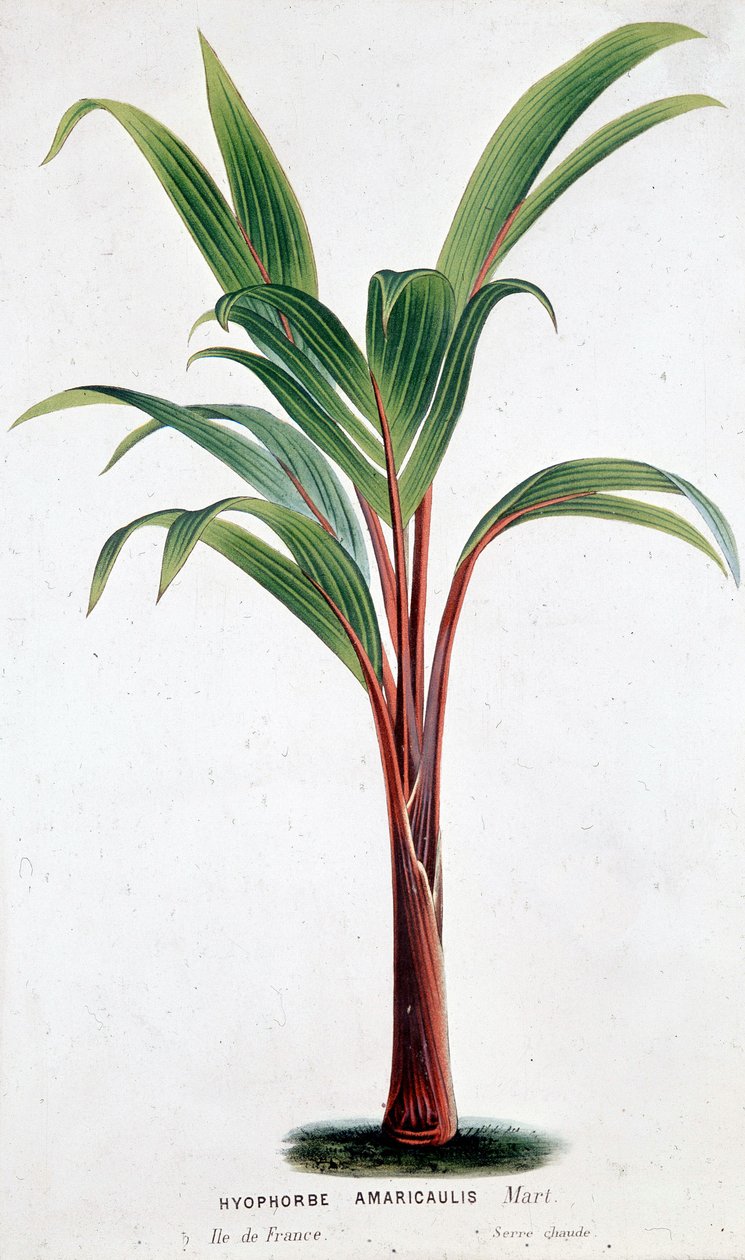 Palm Hyophorbe Amaricaulis (Mauritius) - Kasvitieteellinen lauta tekijältä Unknown artist