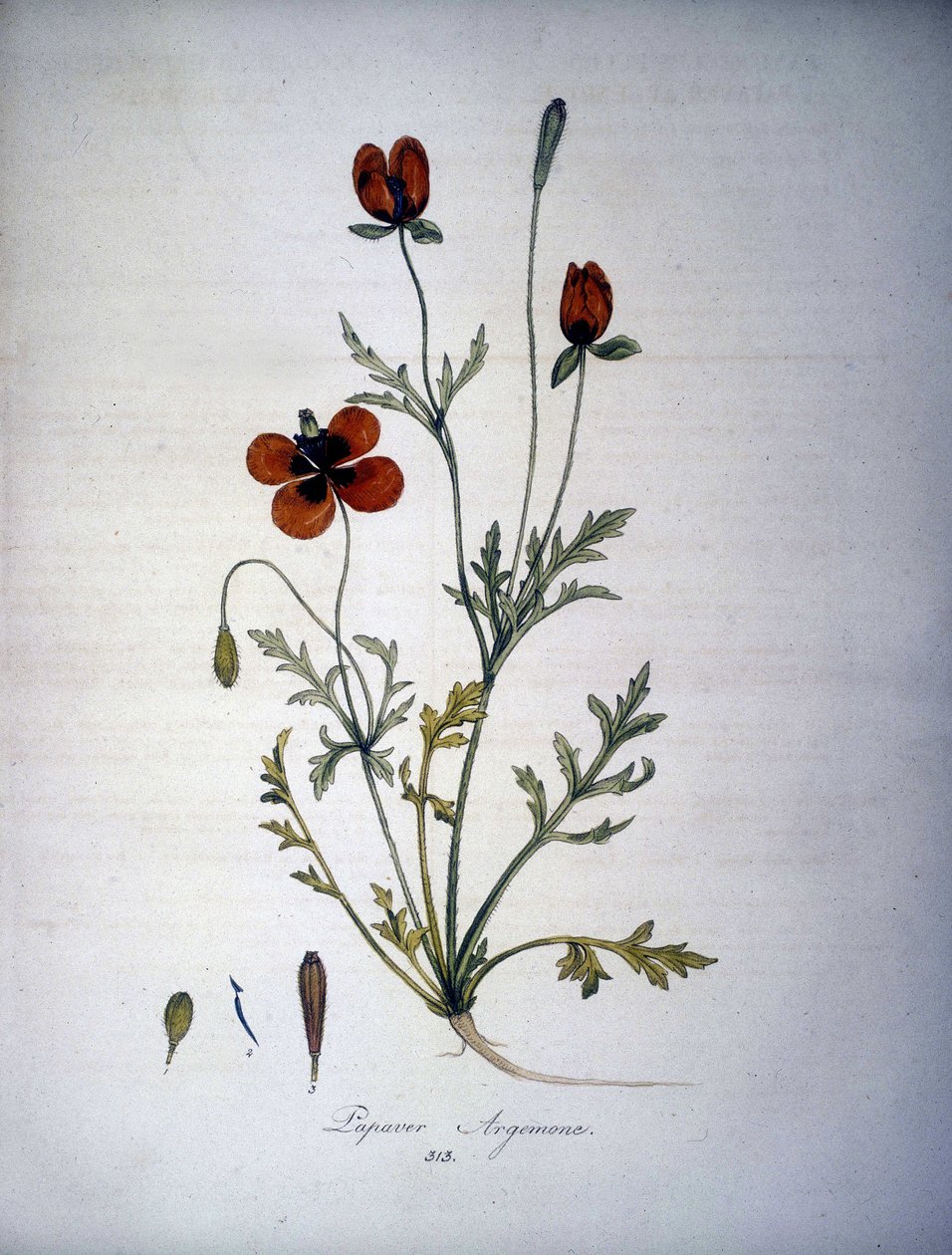 Papaver Argemone (unikon argemonen kukka ja kasvi). 1800-luvun herbaario. tekijältä Unknown artist
