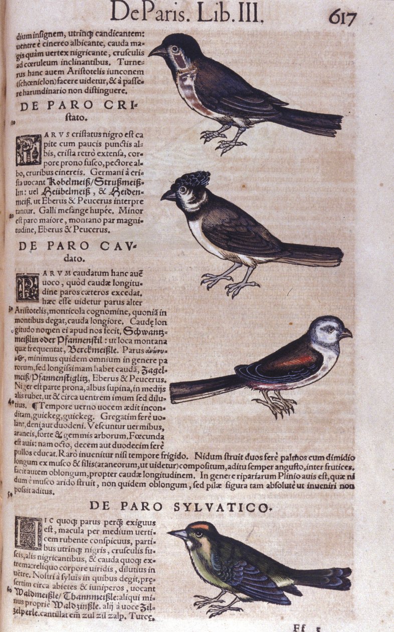 Conrad Gesner (1516 - 1565), Tiguri, Passereaux in Historia Animalium tekijältä Unknown artist