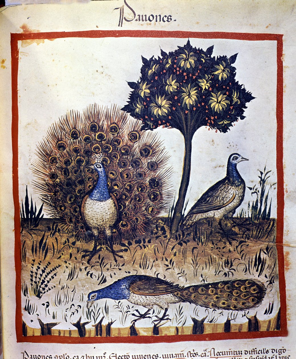 Riikinkukot edustettuina "Tacuinum Sanctumissa" tekijältä Unknown artist