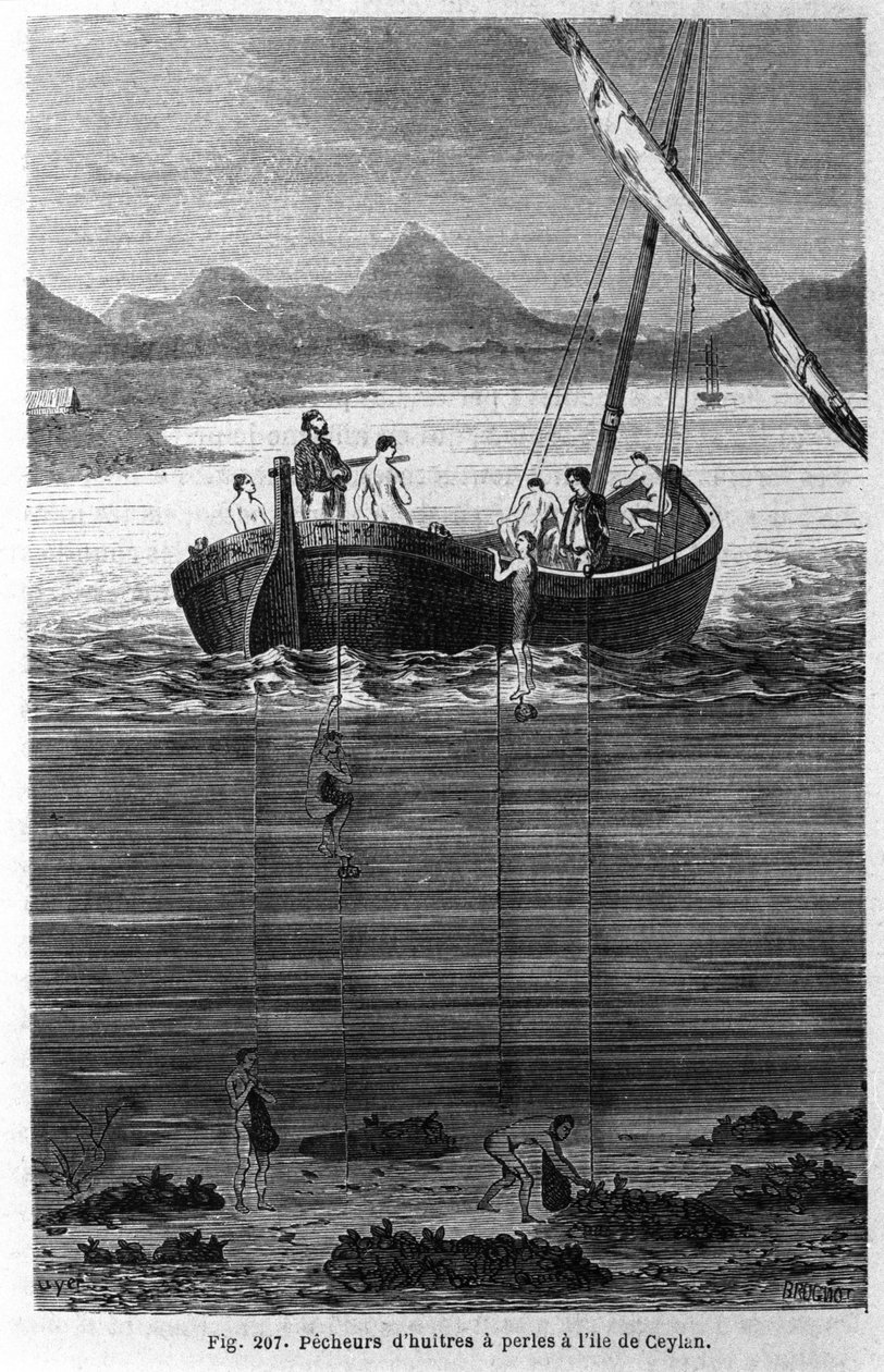 Pearl persikat Ceylonissa (nykyinen Sri Lanka). tekijältä Unknown artist
