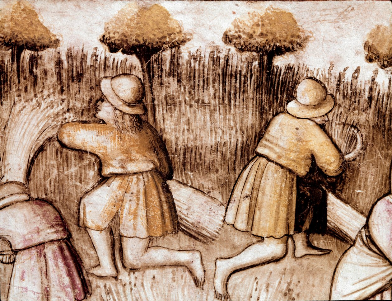 Talonpojat niittävät blees Miniatyyri koodista 212 (tai Padovano-koodi tai Padovan Raamattu) 1390-1400 Rovigo, Accademia dei Concordi tekijältä Unknown artist