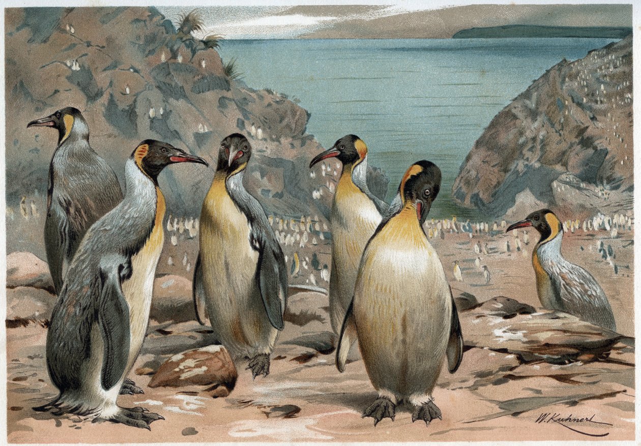 Pingviinit - A E Brehmin teoksessa "Eläinten elämä", Torino tekijältä Unknown artist