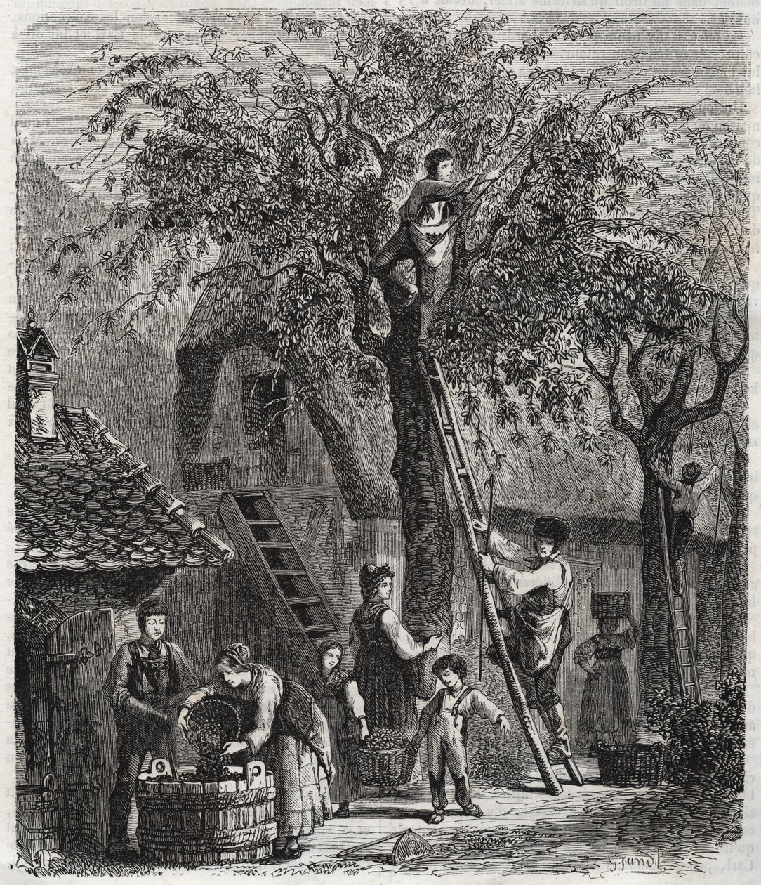 Kirsikoiden poiminta - Kirsikoiden poiminta - kaiverrus vuodelta 1860 - tekijältä Unknown artist