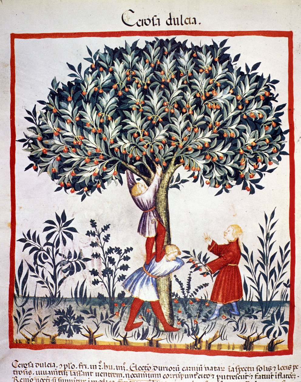 Kirsikoiden poiminta. Valaistus lääketieteen ja dietetiikan lypsystä "" Tacuinum sanitatis"" tekijältä Unknown artist