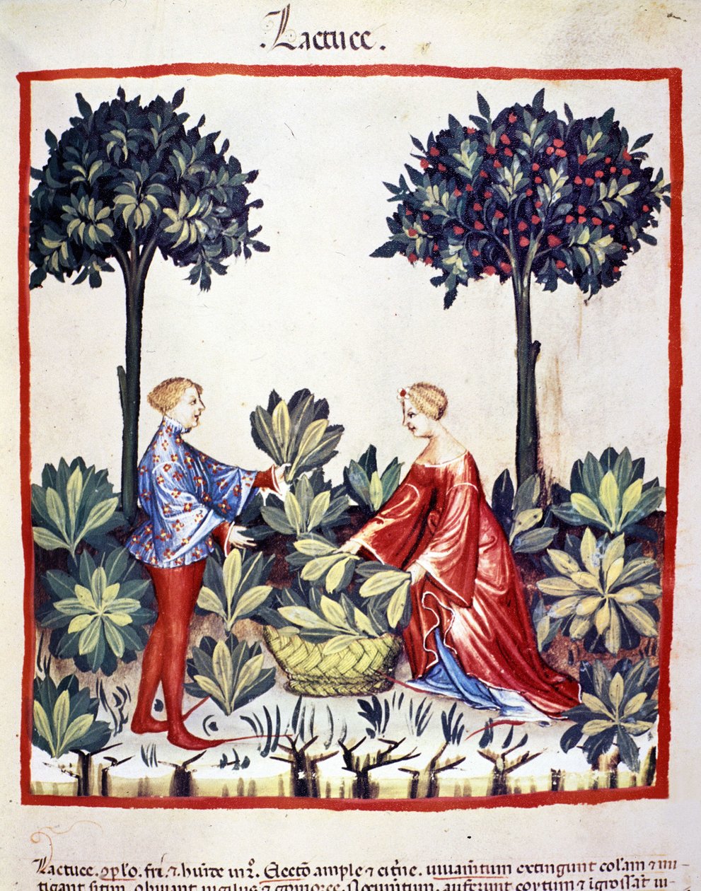 Salaatin poiminta. Valaistus lääketieteen ja dietetiikan lypsystä "" Tacuinum sanitatis"" tekijältä Unknown artist