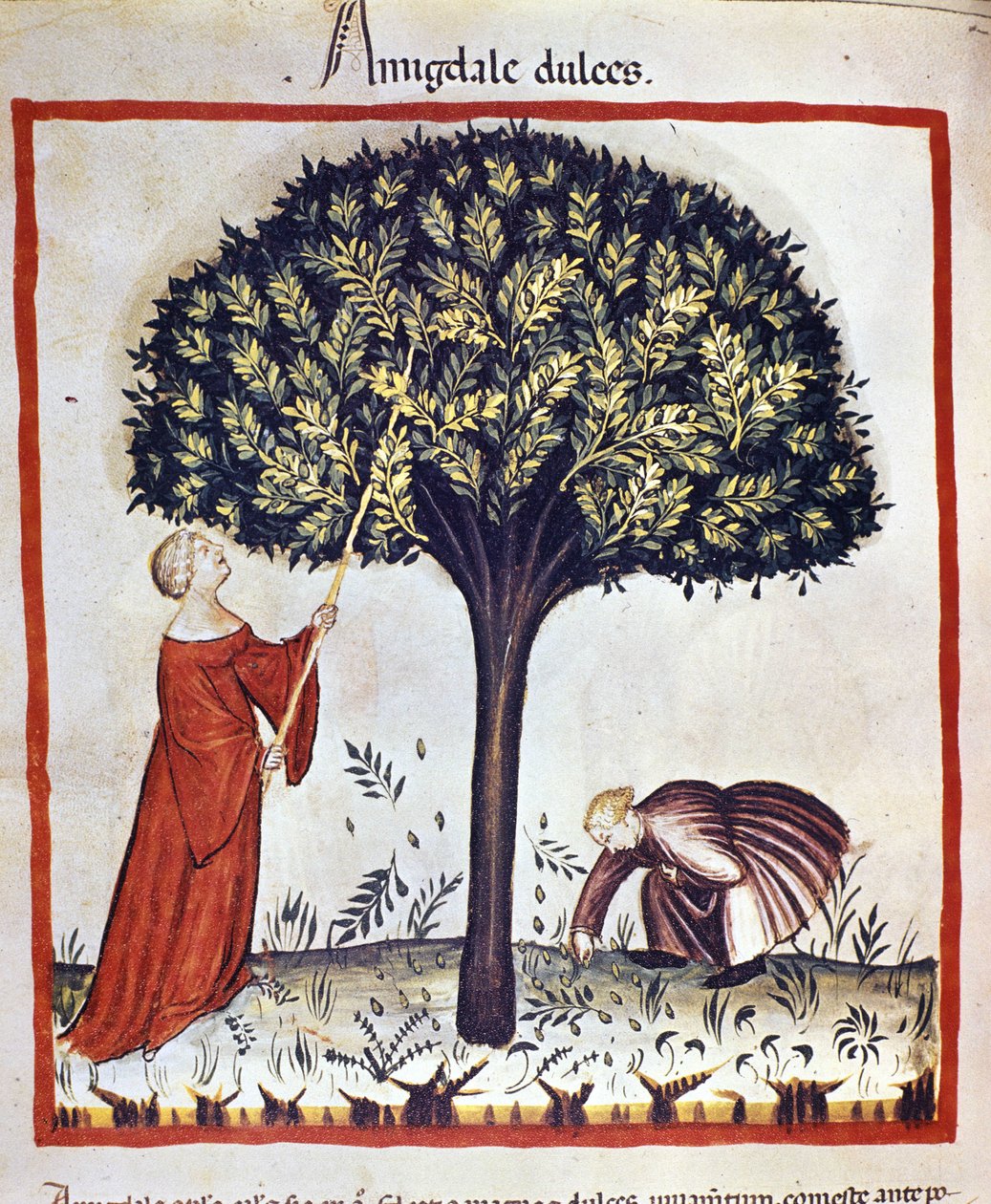 Makeiden mantelien poiminta. Valaistus lääketieteen ja dietetiikan lypsystä "" Tacuinum sanitatis"" tekijältä Unknown artist