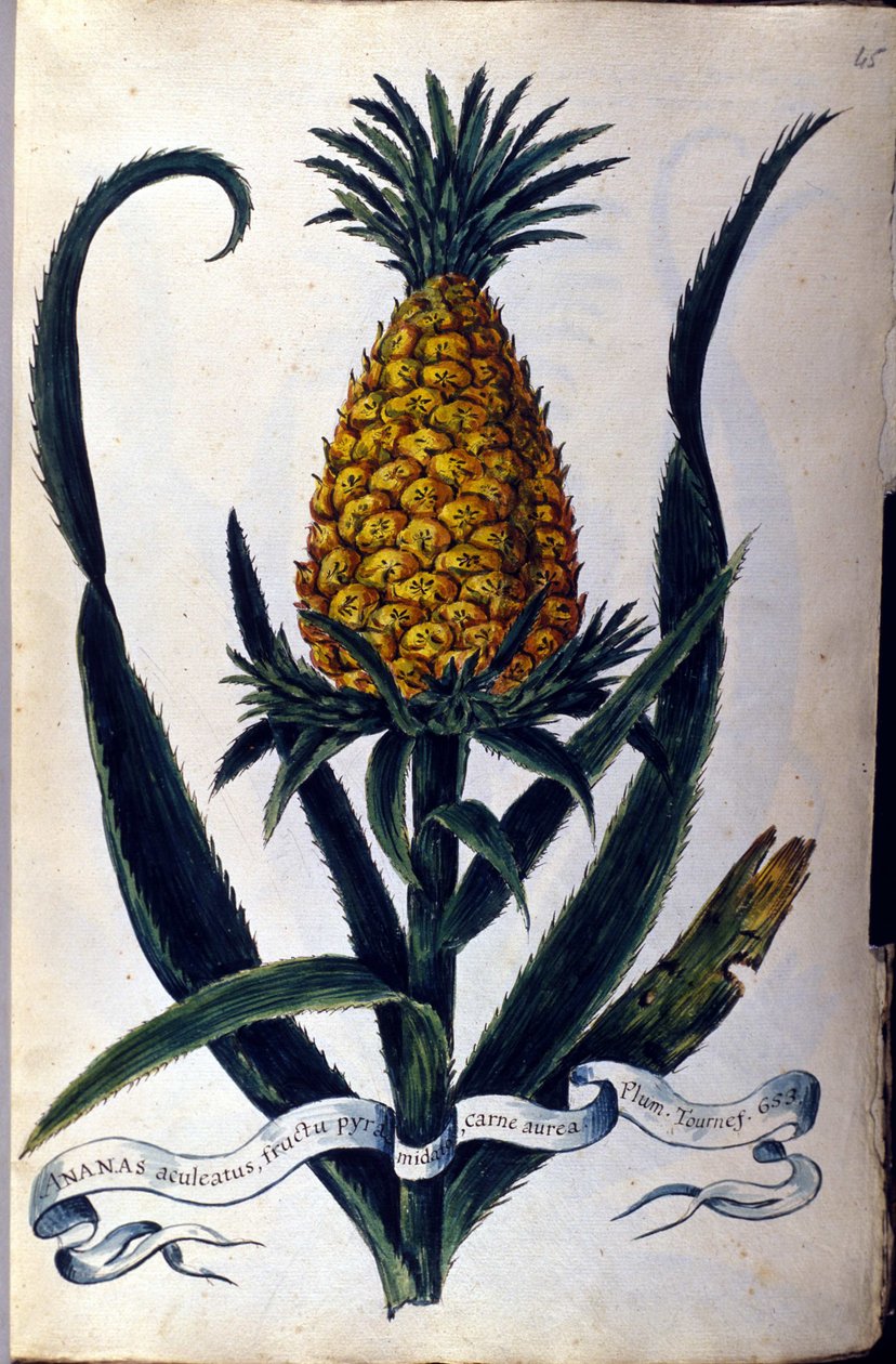 Ananas. 1800-luvun kasvitieteellinen taulu. tekijältä Unknown artist