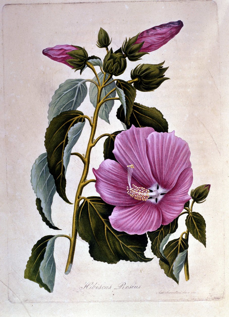 Vaaleanpunainen ibiscus. Kasvitieteellinen lauta. Kaiverrus. tekijältä Unknown artist