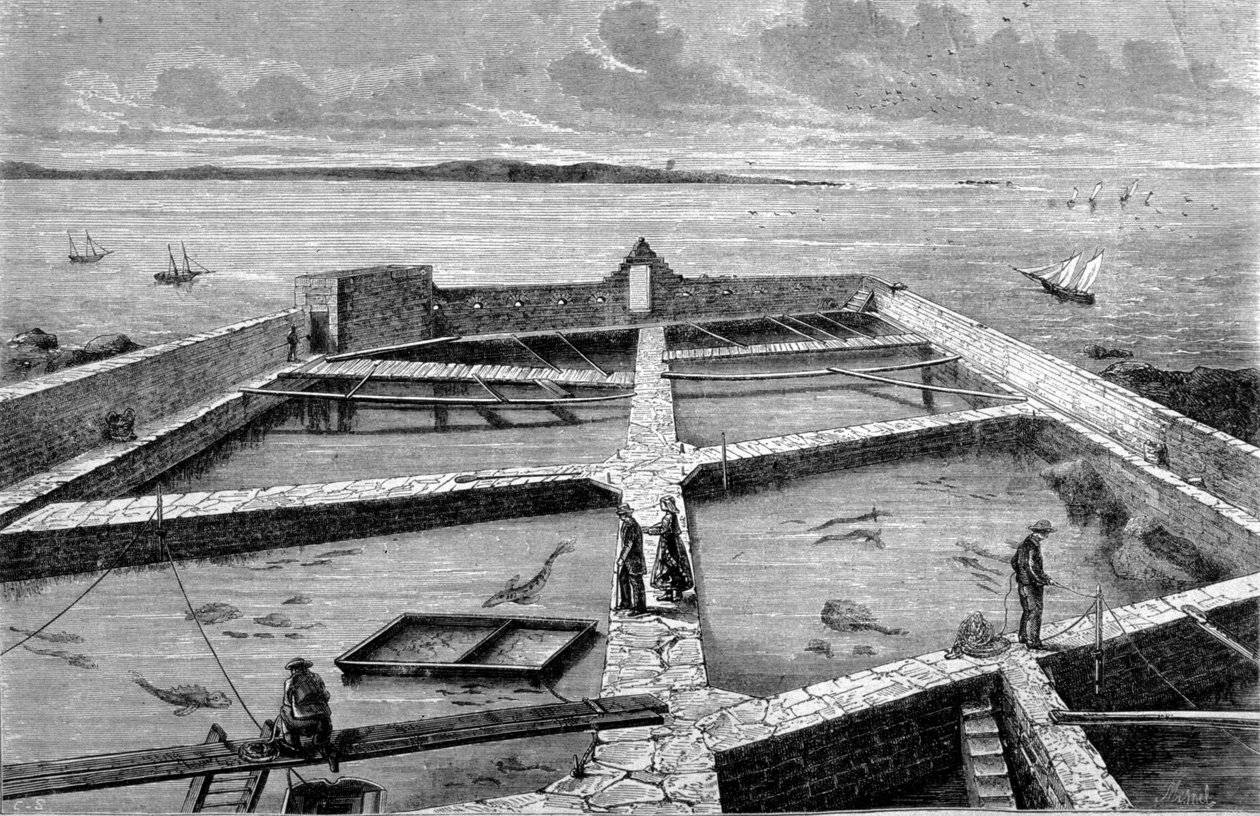 Kalankasvatus Concarneaussa. Kaiverrus vuodelta 1860. tekijältä Unknown artist