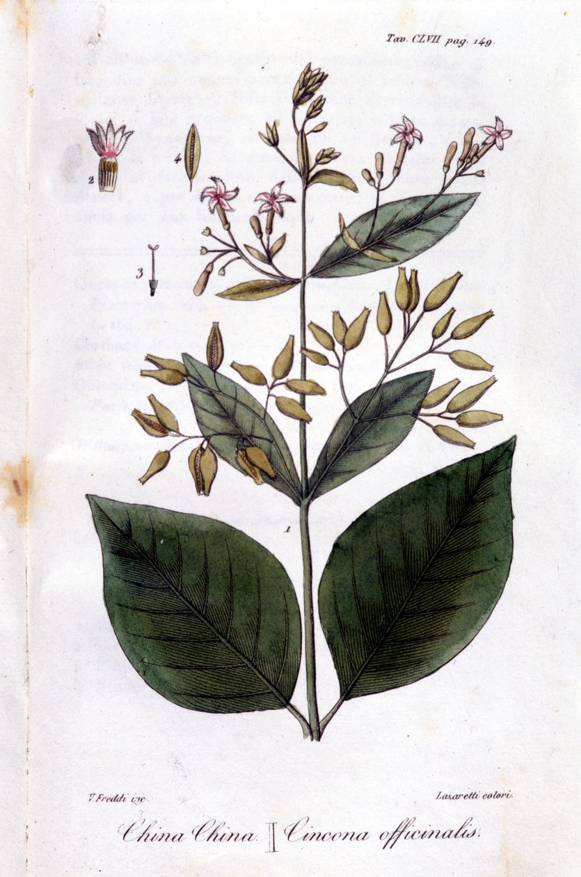 Quinquina-lautanen (Cinchona Officinalis). tekijältä Unknown artist