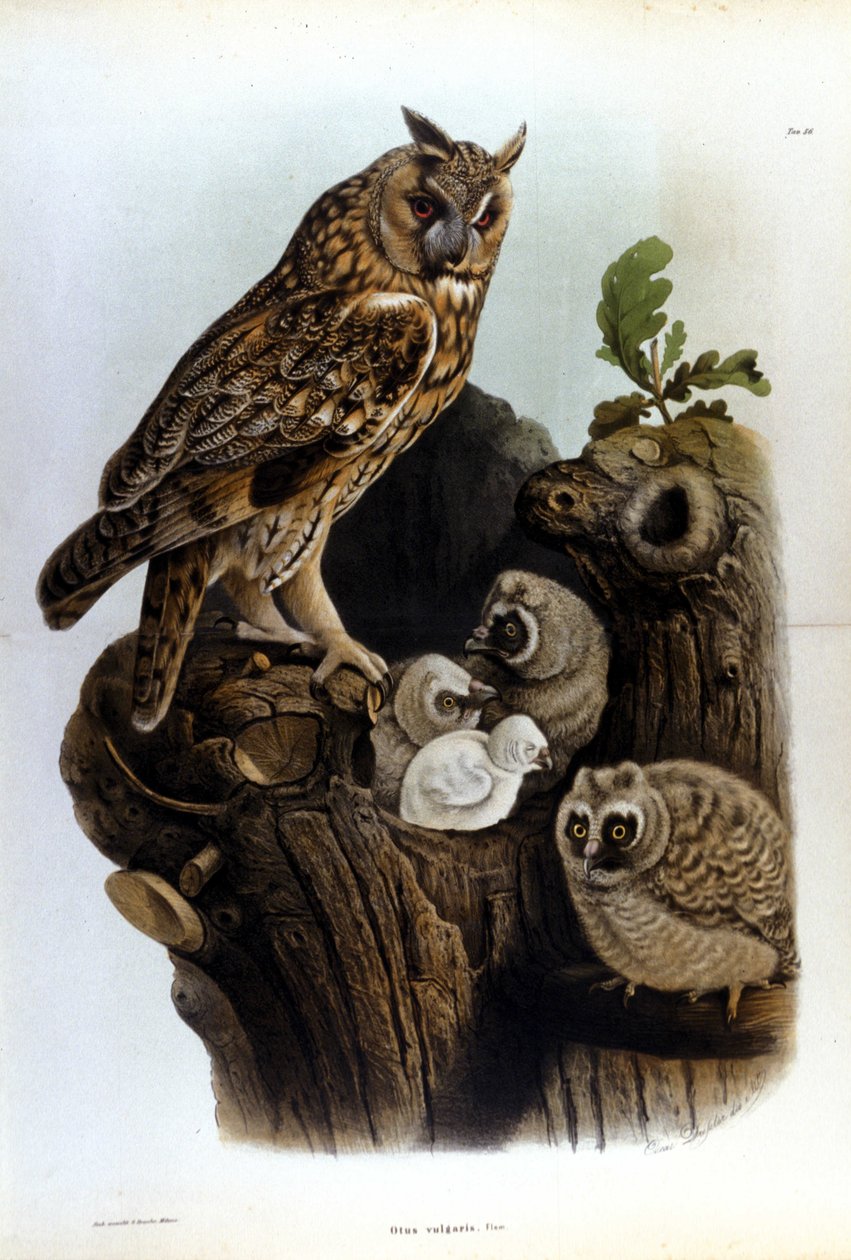 Lauta, joka edustaa pöllöperhettä lähellä pesää. tekijältä Unknown artist