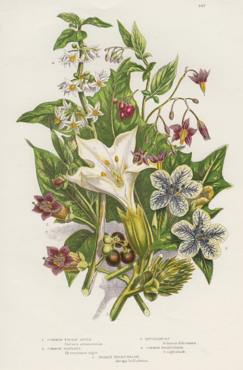 Myrkylliset kasvit. Vasemman yläkulman myrkyllisen Blackin tai Common Nightshade (Solanum nigrum) ja oikeassa yläkulmassa Woody Nightshade tai Bittersweet (Solanum dulcarama) lisäksi vasemmassa alakulmassa on vaarallisempi Deadly Nightshade (Atropa bellado tekijältä Unknown artist