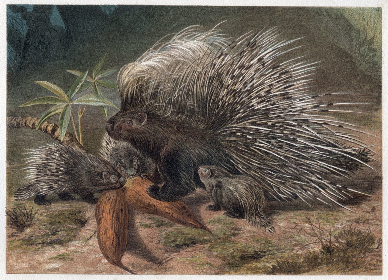 Sianlihaeepos kreeta (porc-epic) - Harjapiikki (Hystrix cristata) - kaiverrus Alfred Edmund Brehmin (1829-1884) ""Brehmin elämästä eläinten elämästä"" tekijältä Unknown artist