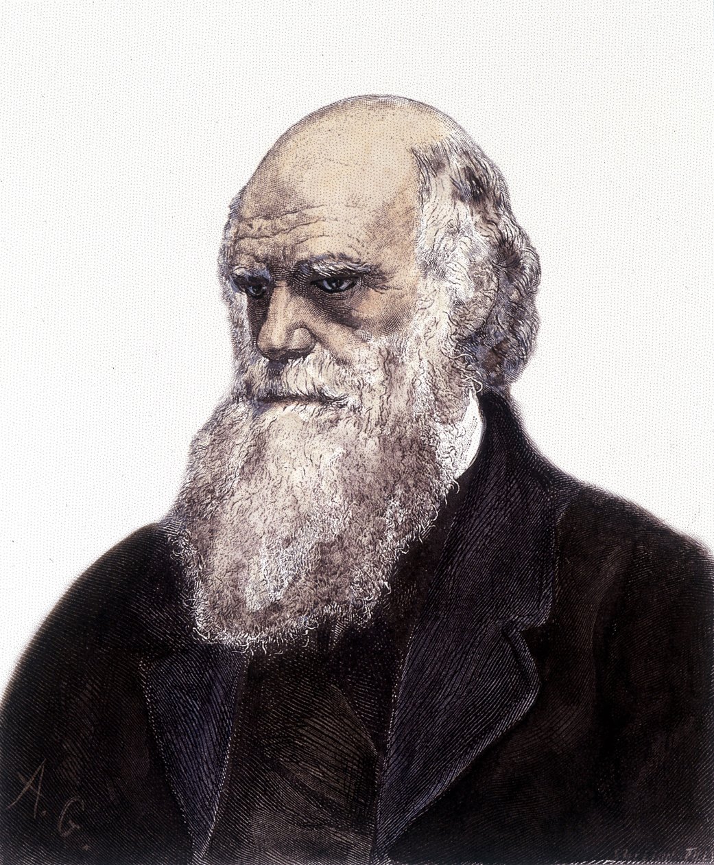 Charles Robert Darwinin muotokuva, brittiläinen luonnontieteilijä (1809-1882) tekijältä Unknown artist