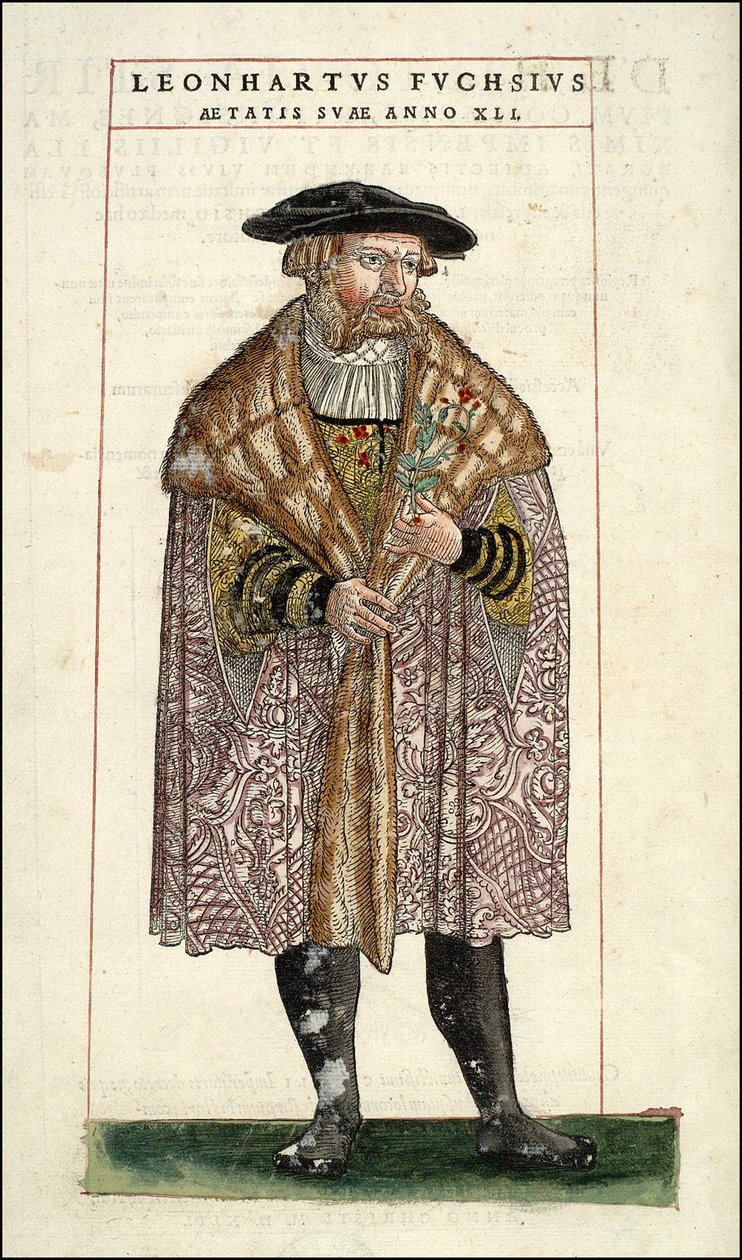Muotokuva Leonhart Fuchsista: kasvitieteilijä - saksalainen lääkäri (1501 - 1566) - Leonhart Fuchsin "" Of History Stirpium commentarii -merkit,..." tekijältä Unknown artist