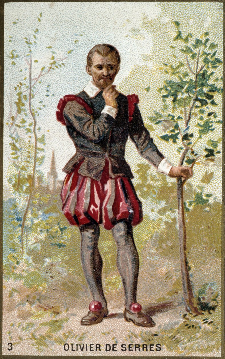 Olivier de Serresin (1539 - 1619), ranskalaisen agronomin muotokuva. 1800-luvun kromolitografia. tekijältä Unknown artist