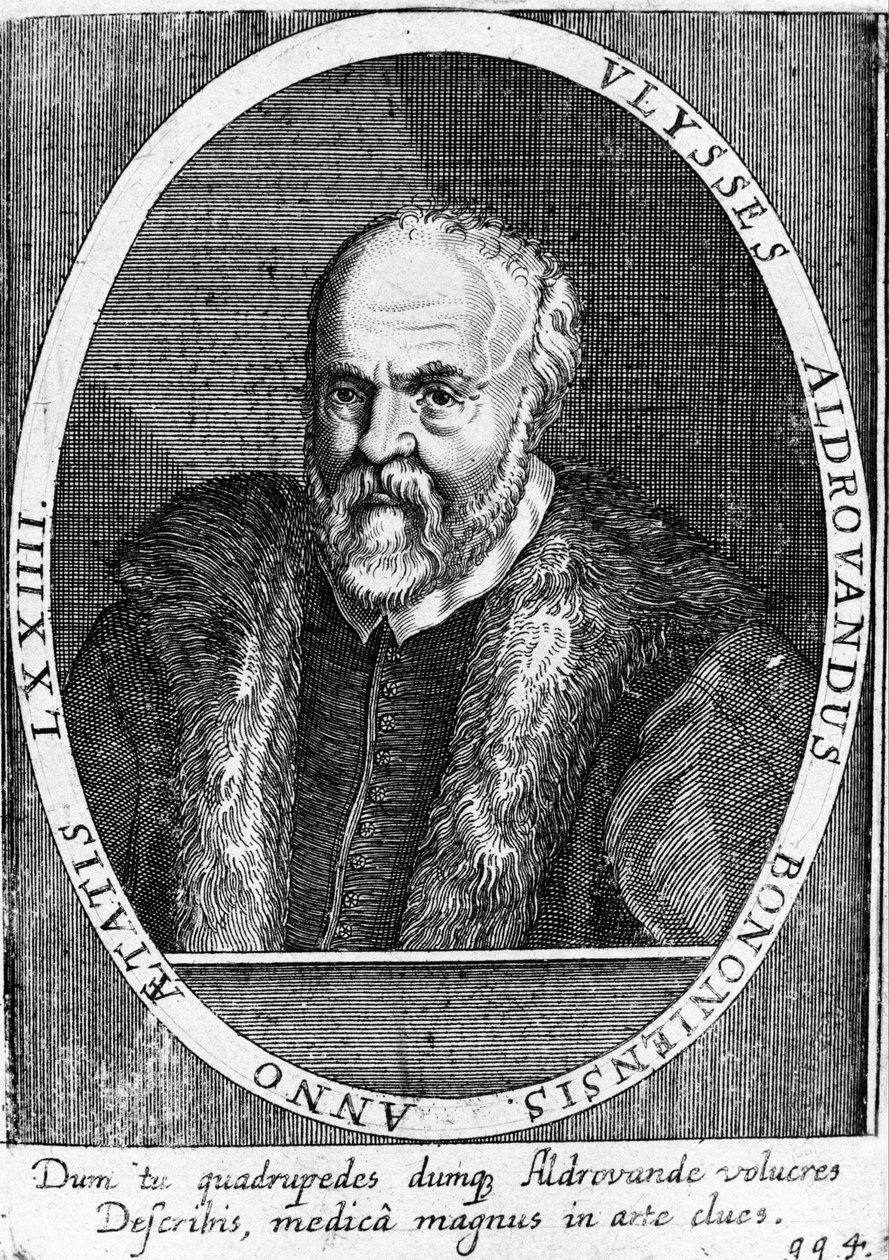 Muotokuva Ulisse Aldrovandista (1522 - 1605?). tekijältä Unknown artist