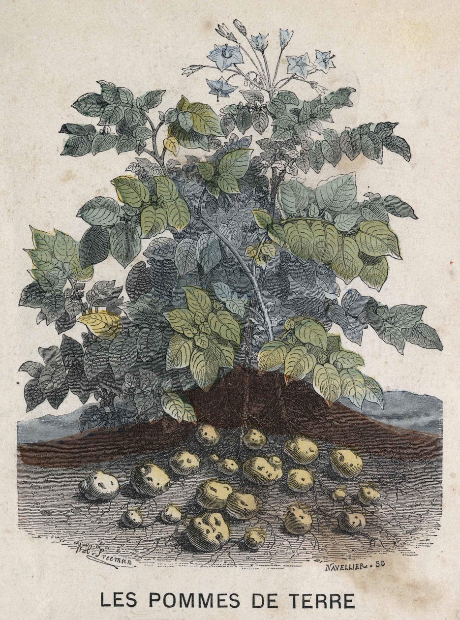 perunat. 1800-luvun kuvitus. Bianchetti kokoelma. tekijältä Unknown artist