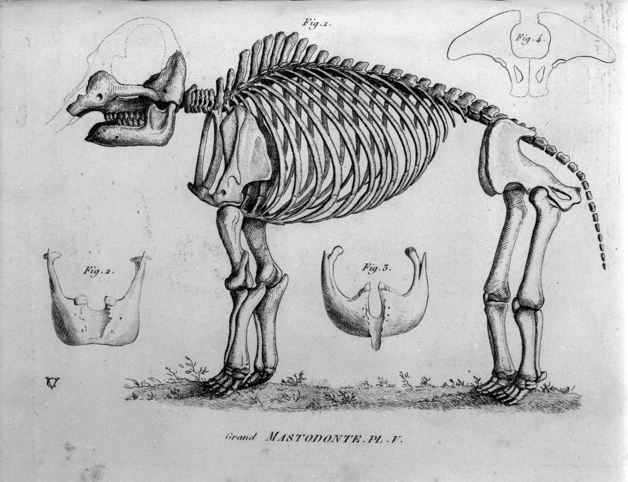 Esihistoria: Mastodonten luuranko, fossiiliset nisäkkäät (Mas gigantium). 1800-luvun paleontologialautakunta. tekijältä Unknown artist