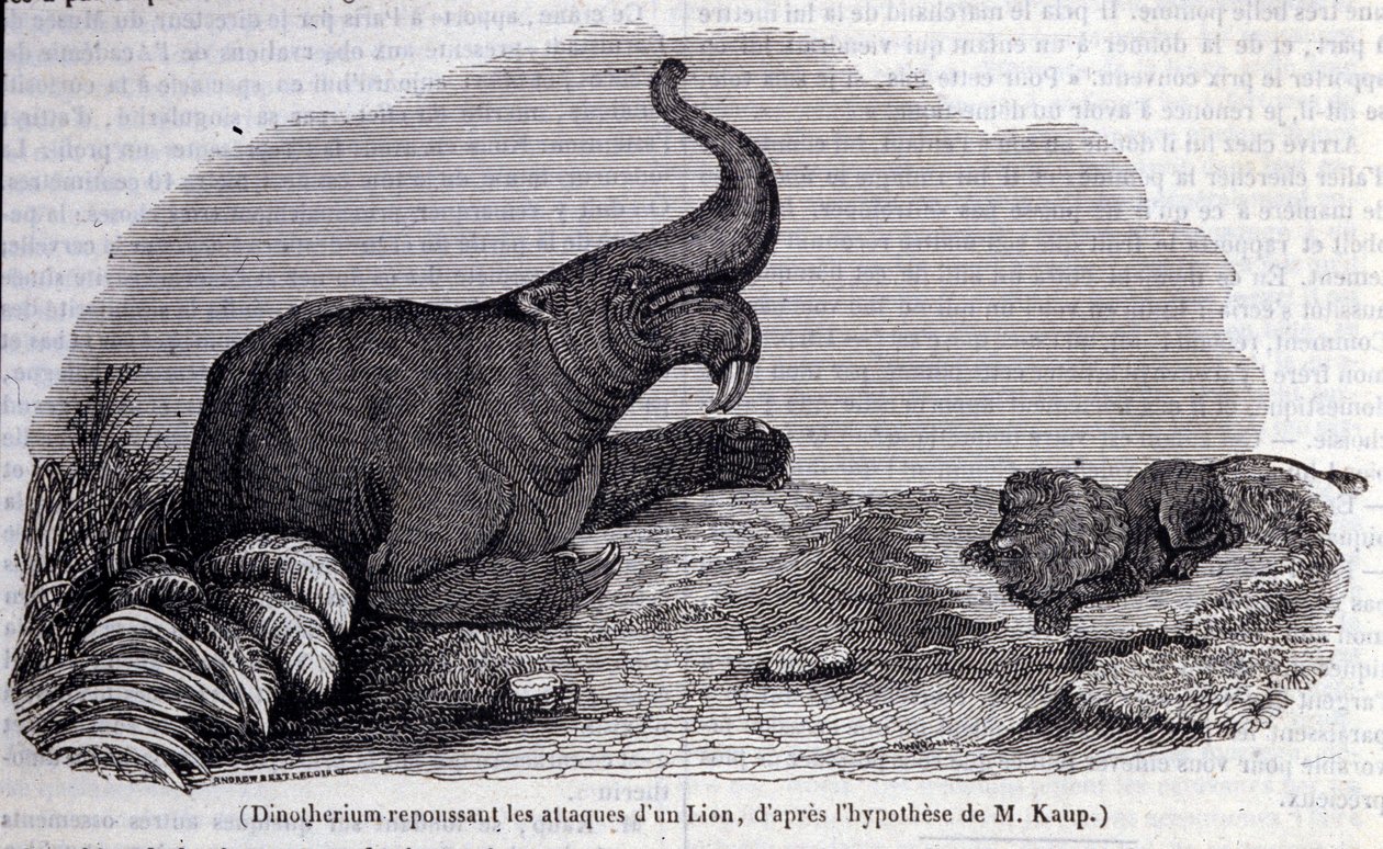 Esihistoria: Dinotheriumin esitys, pachynahkatyyppi, leijonan hyökkäyksen torjuminen. Kaiverrus 1800-luvulta tekijältä Unknown artist