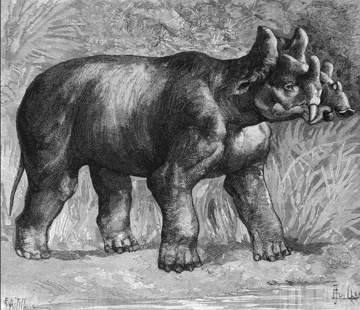 Esihistoria: esitys ihmeellisesta dinokerosta, heikko sarvikuonolajista. Kaiverrus 1800-luvun lopulta tekijältä Unknown artist