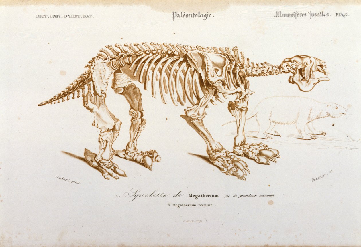 Esihistoria: Megateriumin (norsuperheeseen kuuluva maanpäällinen laiska) fossiilisen nisäkkään luuranko. Paleontologialevy otettu Charles D