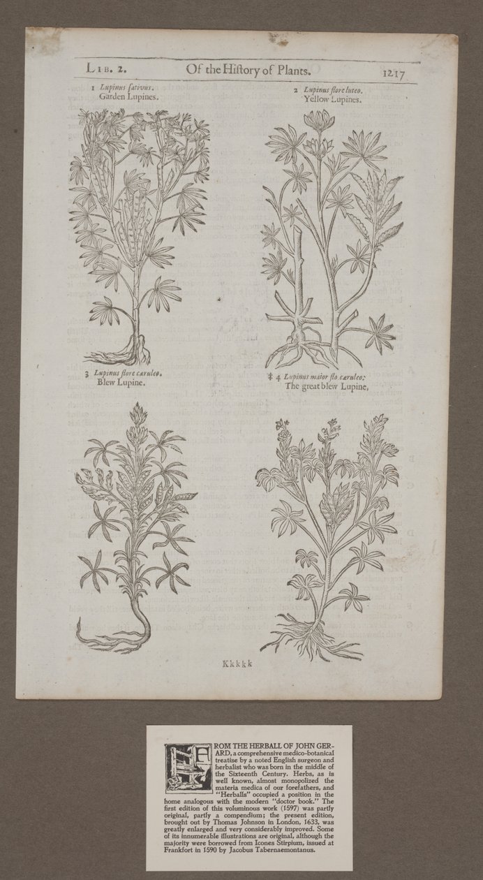Painettu sivu 1217 julkaisusta "Of the History of Plants, Herbal by John Gerard" tekijältä Unknown artist