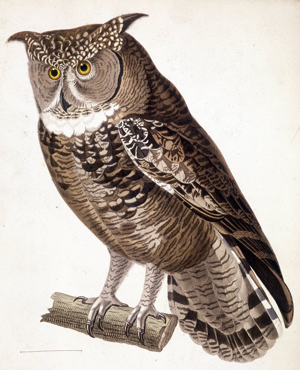 Raptor: Afrikkalainen pöllö. 1800-luvun kaiverrus tekijältä Unknown artist