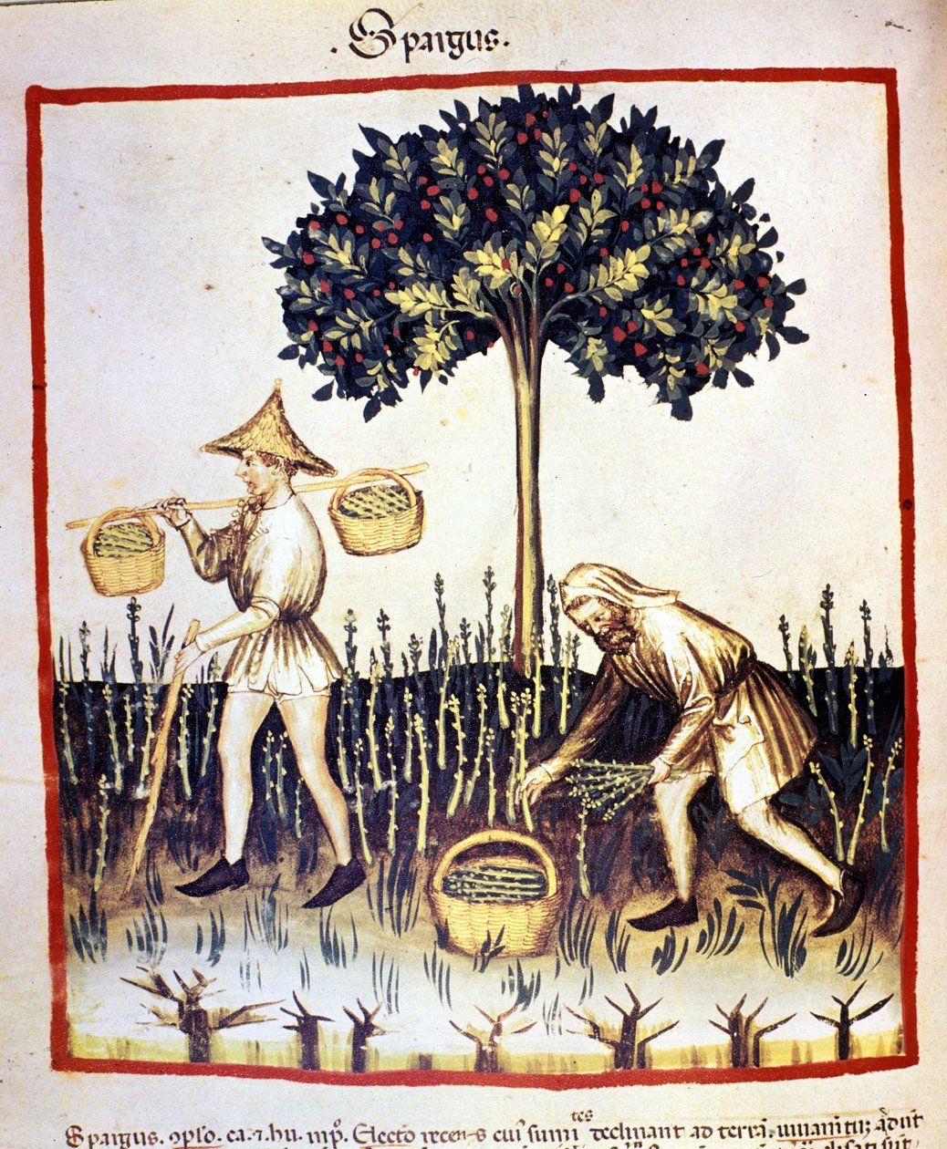 Recolle parsa. Valaistus lääketieteen ja dietetiikan lypsystä "" Tacuinum sanitatis"" tekijältä Unknown artist