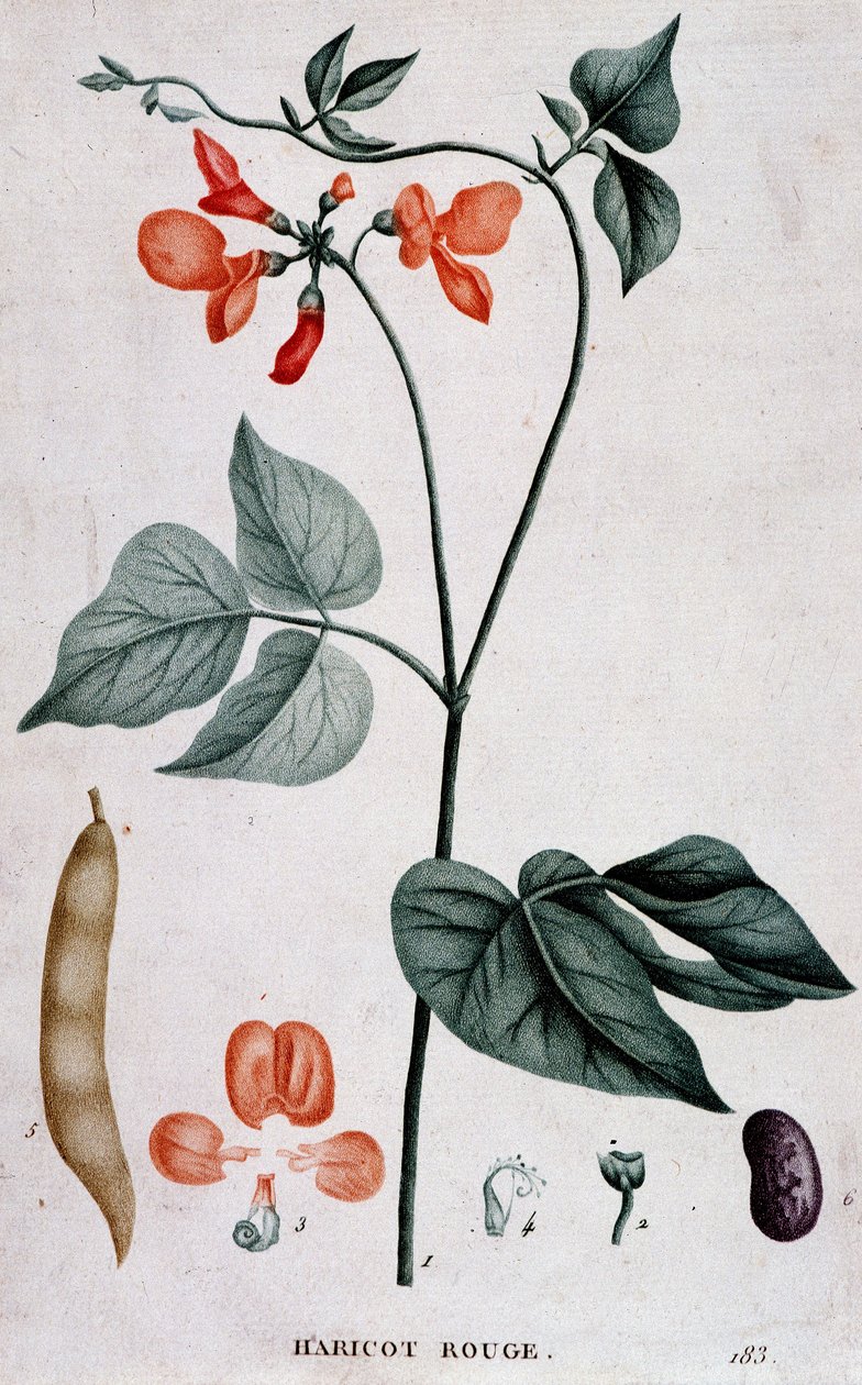 Red Bean, kasvitieteellinen lautakunta tekijältä Unknown artist