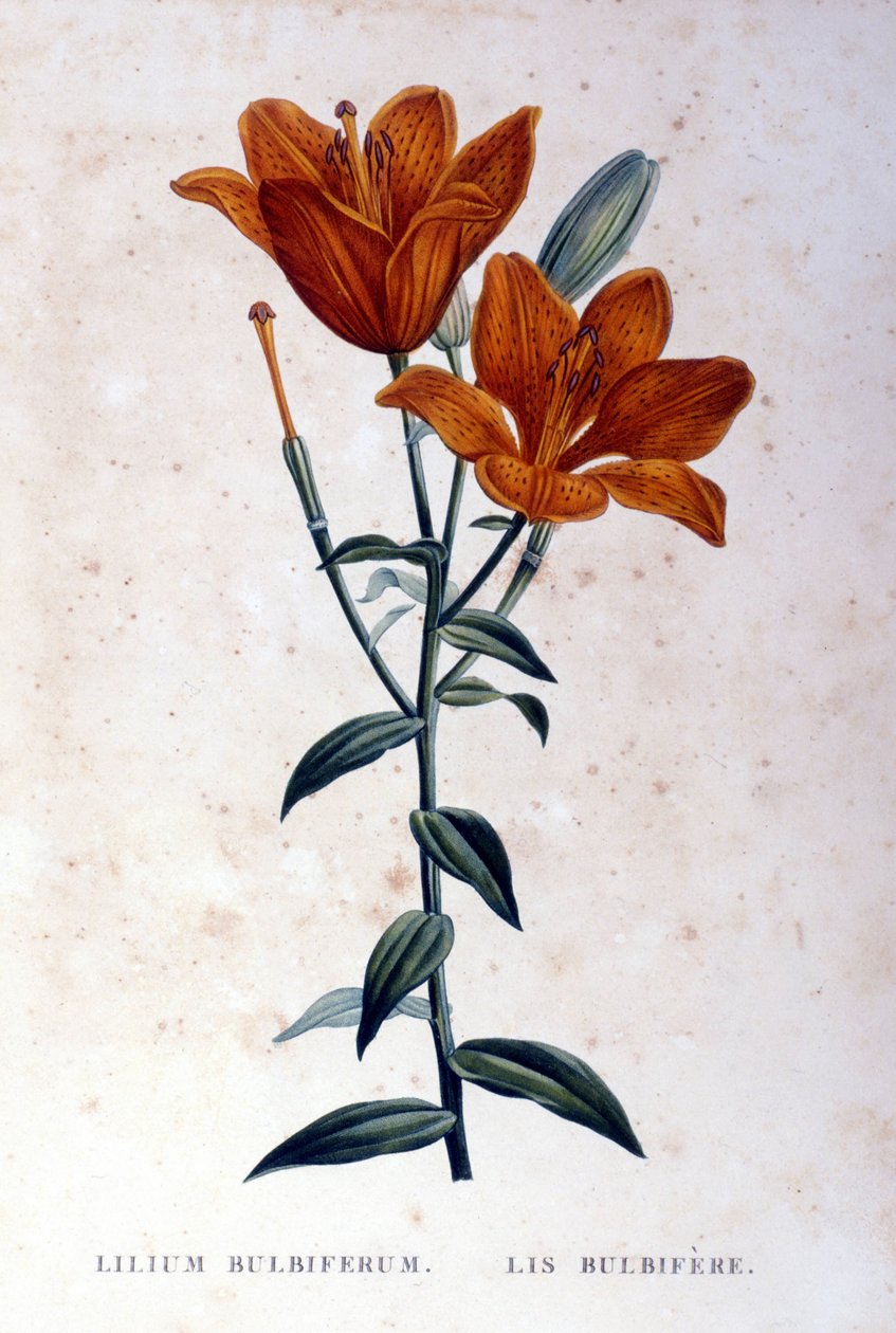 Punainen bulbiferous lilja. 1800-luvun kaiverrus. tekijältä Unknown artist