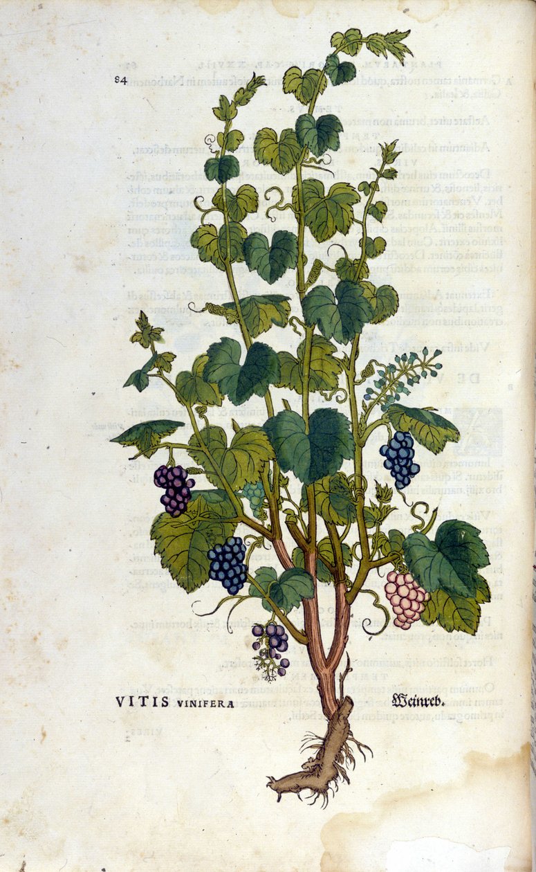 Punainen viiniköynnös. 1800-luvun herbaario. tekijältä Unknown artist