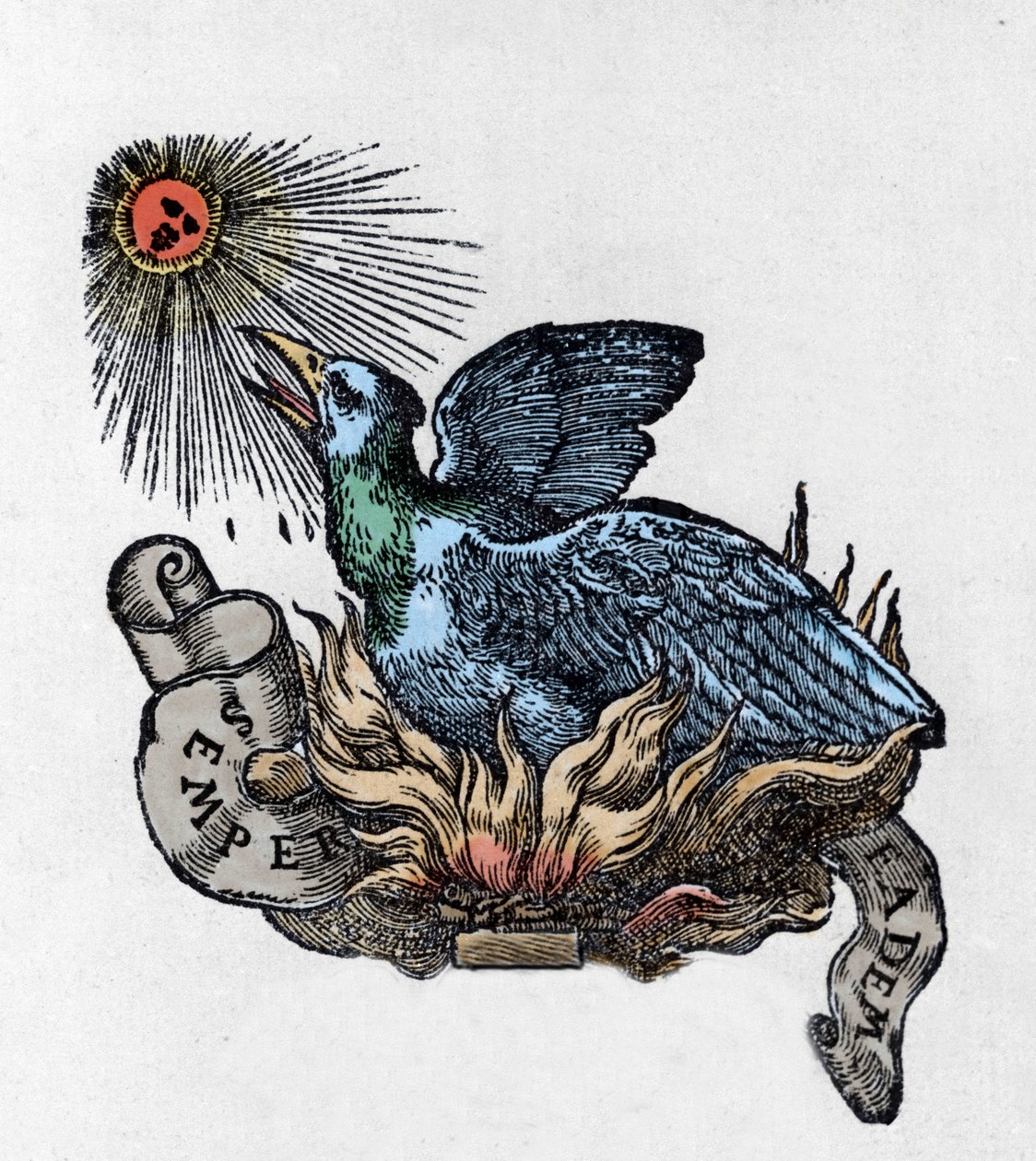 Esitys Fenixistä (tai Feeniksistä), legendaarisesta linnusta, joka syntyi uudelleen tuhkasta. Kaiverrus 1800-luvulta tekijältä Unknown artist