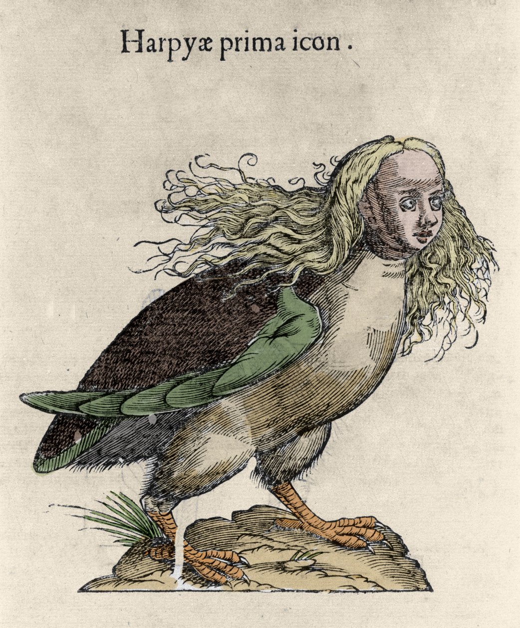 Ulisse Aldrovandin (1522-1605) harpy-kaiverrus, "History of Monsters", Bologna 1642 tekijältä Unknown artist