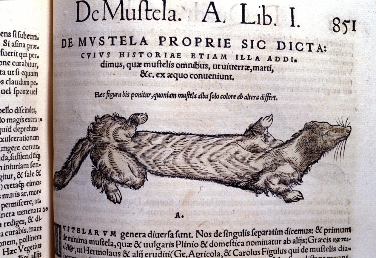 Esitys niemikkoon liittyvästä närästyseläinten perheestä - Historia Animaliumissa, kirjoittanut Conrad Gesner (1516 - 1565), Tiguri tekijältä Unknown artist