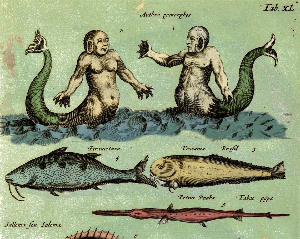 Esitys sireenistä ja tritonista, upeasta meren olennosta, joka on kuvattu eläintieteen atlasissa. Yksityiskohta. 17. vuosisata tekijältä Unknown artist
