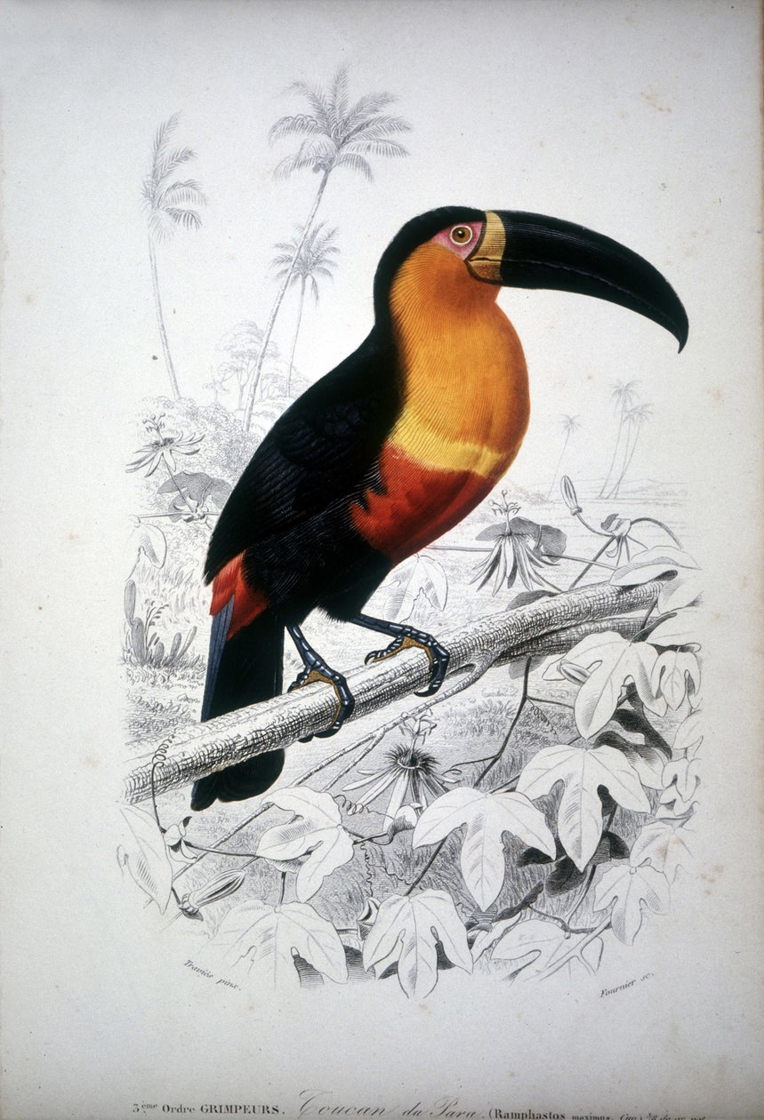 Edustus tukaanista, Etelä-Amerikan linnusta. 1800-luvun kaiverrus. tekijältä Unknown artist