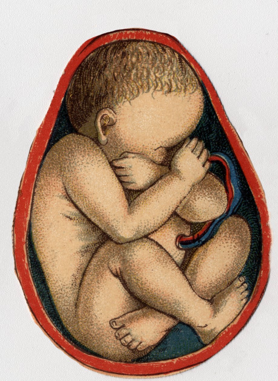 Kohdun esitys raskauden kanssa. "Uusi luonnollinen lääke", kirjoittanut F.E. Bilz.1898. tekijältä Unknown artist