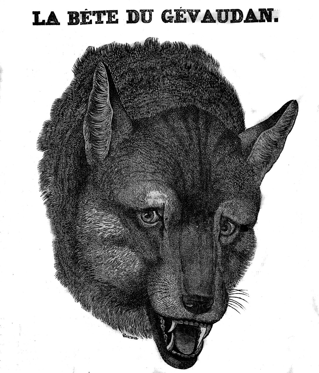 Bete du Gevaudanin edustus. tekijältä Unknown artist