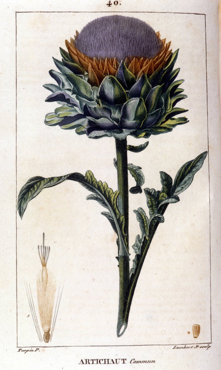 Tavallisen artisokan esitys. Kasvitieteellinen lauta. 1800-luvulla. tekijältä Unknown artist