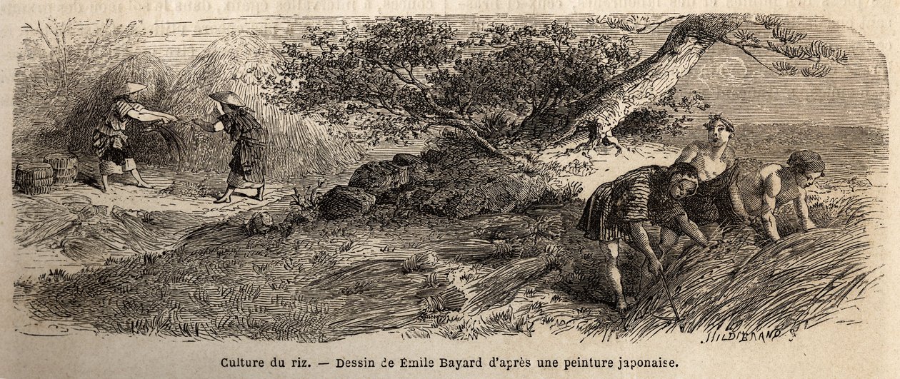 Riisin viljely: sato lokakuussa, varret yhdistyvät saappaisiin. Kaiverrus havainnollistamaan matkaa Japaniin vuosina 1863-1864, Sveitsin valaliiton ministeri Aime Humbert, "Le tour du monde, nouveau journal des voyages", julkaistu ohjauksella tekijältä Unknown artist