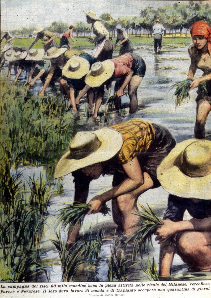 Riisin uudelleenistutus Milanon läheisyydessä vuonna 1954. tekijältä Unknown artist