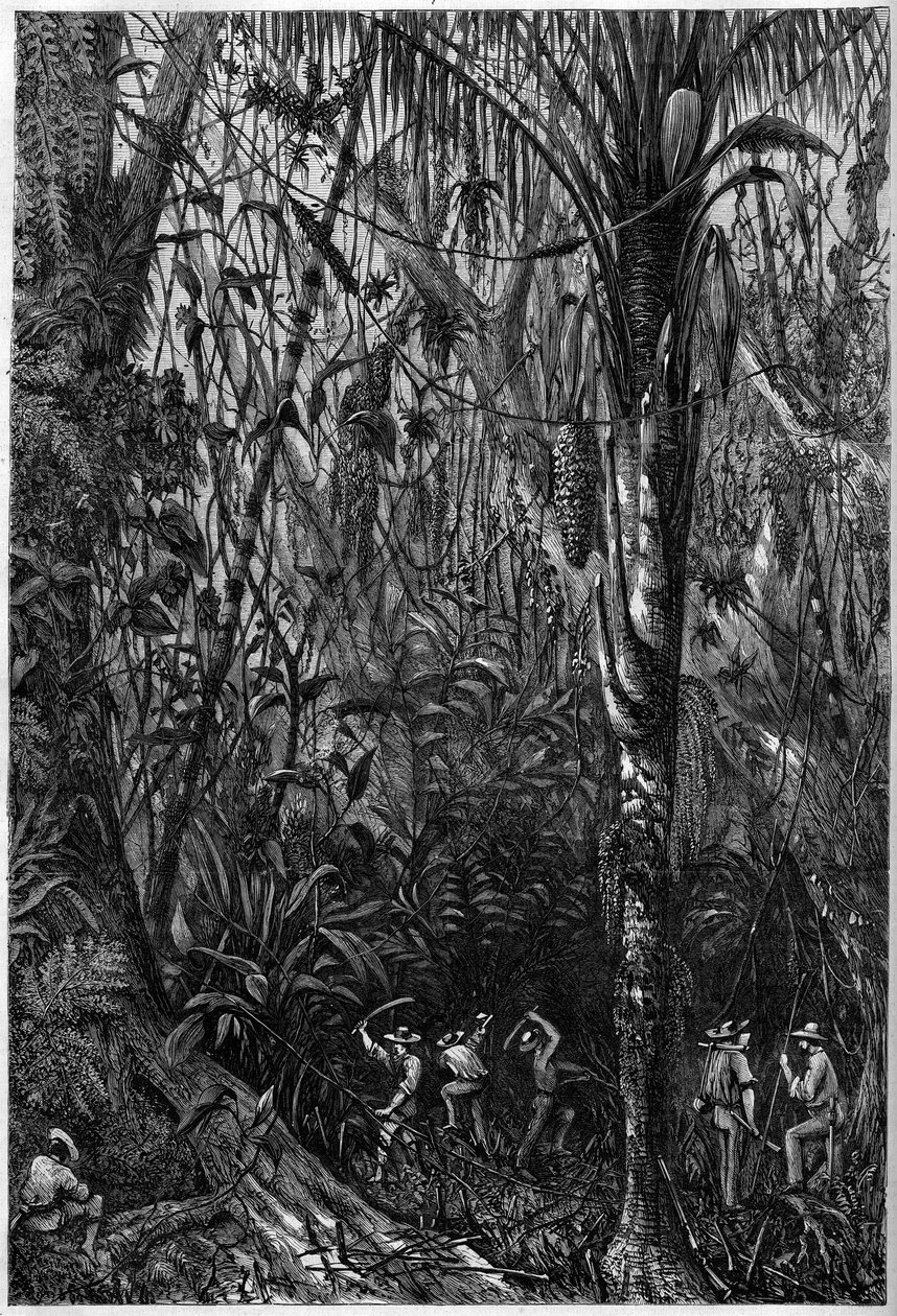 Tiekehitys Keski-Amerikassa: Nicaraguan tien poraus neitseellisen metsän läpi (metsien hävittäminen). Piirustus kapteeni Bedford Pimin retkikunnan jäsenestä (1826-1886) luutnantti Olivierista. Kaiverrus "" Maineikas universumi"" tekijältä Unknown artist