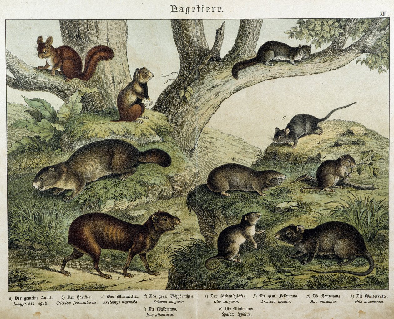 Jyrsijä: orava... - julkaisussa “Nisäkkäiden luonnonhistoria”, toim. Schreiber tekijältä Unknown artist