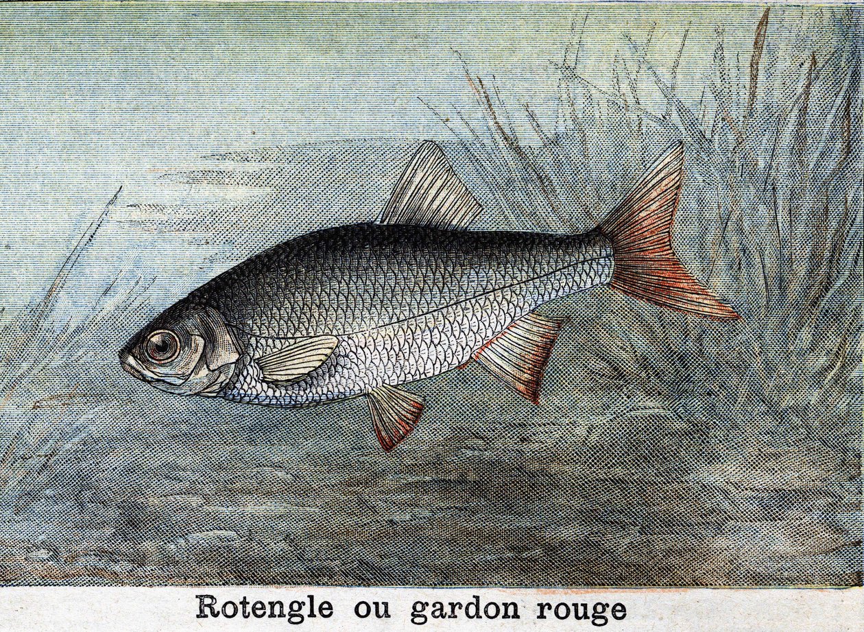 Rotengle tai punainen särki Kaiverrus vuodelta 1898 tekijältä Unknown artist