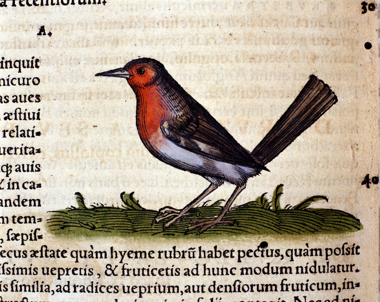 Rouge Historia Animaliumin jälkeen, kirjoittanut Conrad Gesner, Tiguri 1560. Biblioteca Nazionale Braidense. Milano tekijältä Unknown artist