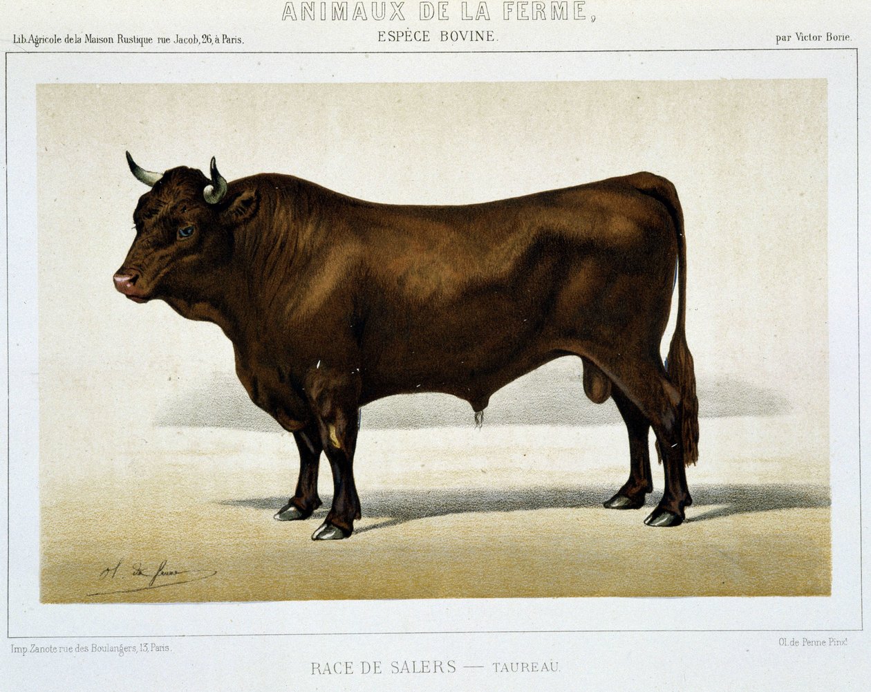Salers Breed Taurus - "" Maatilaeläimet"" tekijältä Unknown artist