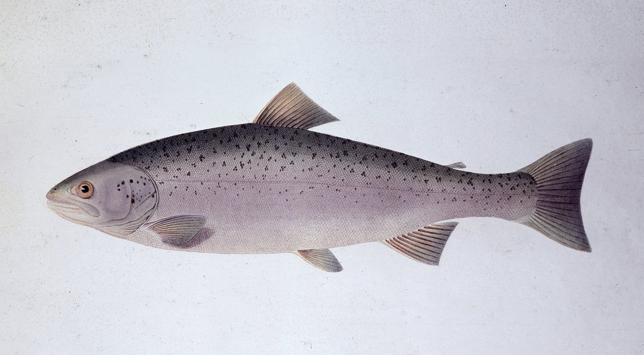 Lohitaimen - Luonnonhistoriallinen taulu tekijältä Unknown artist